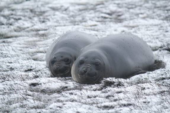 Filhotes de elefante-marinho nos observam em Stromness, na Geórgia do Sul